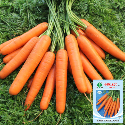 'Zhongyu 1870 F1' Carrot Seeds - Crisp & Bolt Tolerant, for Greenhouse and Open Field