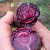 Blackish Purple Carrots - Deeply Pigmented, Dual-Purpose for Eating & Color, High Yield, Disease Resistant