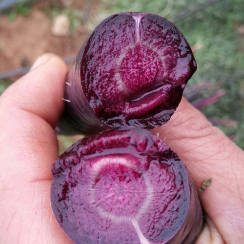 Blackish Purple Carrots - Deeply Pigmented, Dual-Purpose for Eating & Color, High Yield, Disease Resistant