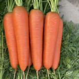 'H1182 F1' Carrot Seeds - High-Yield Hybrid, Reliable Commercial Variety