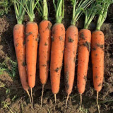 'Zhongyu 1870 F1' Carrot Seeds - Crisp & Bolt Tolerant, for Greenhouse and Open Field