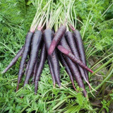 Blackish Purple Carrots - Deeply Pigmented, Dual-Purpose for Eating & Color, High Yield, Disease Resistant