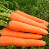 'Zhongyu 1870 F1' Carrot Seeds - Crisp & Bolt Tolerant, for Greenhouse and Open Field