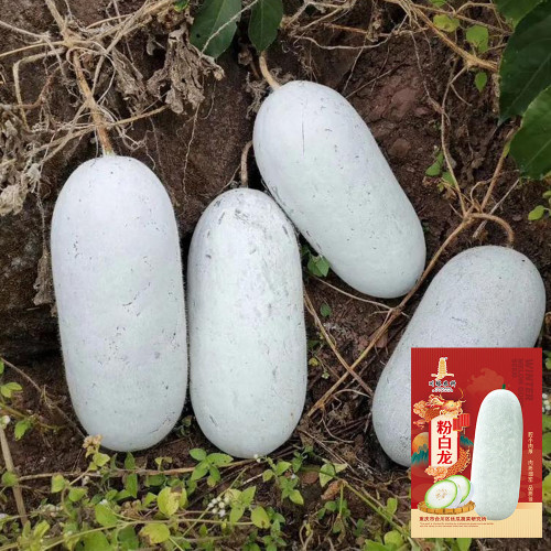 Fenbailong Wax Gourd Seeds - Early-Maturing, High Yield, Strong Disease Resistance, Long Shelf Life, Good Transportability