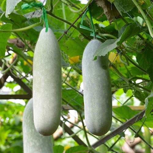 Taiwan Small Wax Gourd Seeds - F1 Hybrid, Early-Maturing, High-Yield, Long Shelf Life