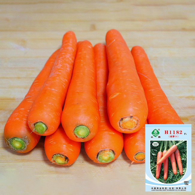 'H1182 F1' Carrot Seeds - High-Yield Hybrid, Reliable Commercial Variety