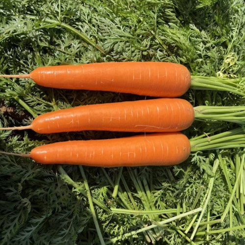 'Zhongyu 1870 F1' Carrot Seeds - Crisp & Bolt Tolerant, for Greenhouse and Open Field