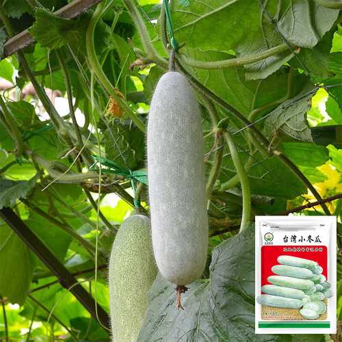 Taiwan Small Wax Gourd Seeds - F1 Hybrid, Early-Maturing, High-Yield, Long Shelf Life