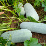 Fenbailong Wax Gourd Seeds - Early-Maturing, High Yield, Strong Disease Resistance, Long Shelf Life, Good Transportability