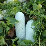 Fenbailong Wax Gourd Seeds - Early-Maturing, High Yield, Strong Disease Resistance, Long Shelf Life, Good Transportability