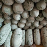 Fenbailong Wax Gourd Seeds - Early-Maturing, High Yield, Strong Disease Resistance, Long Shelf Life, Good Transportability