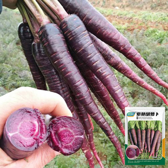 Blackish Purple Carrots - Deeply Pigmented, Dual-Purpose for Eating & Color, High Yield, Disease Resistant