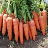 'H1182 F1' Carrot Seeds - High-Yield Hybrid, Reliable Commercial Variety