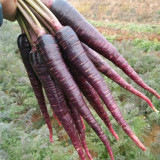 Blackish Purple Carrots - Deeply Pigmented, Dual-Purpose for Eating & Color, High Yield, Disease Resistant