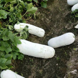 Fenbailong Wax Gourd Seeds - Early-Maturing, High Yield, Strong Disease Resistance, Long Shelf Life, Good Transportability
