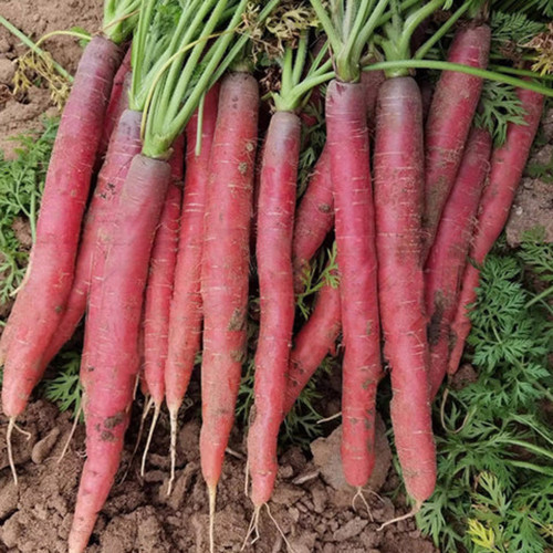 Little Sweetie Purple-Red Carrot Seeds - Intense Aroma, Great for Home Garden, Sweet Flavor