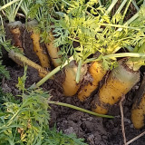 Dutch Yellowstone Carrot Seeds - High Nutritional Value, Ideal for Specialty Markets