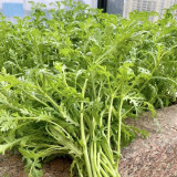 'Emperor's Vegetable' Seeds - Fast-Growing Leafy Green for Cooking & Gardens