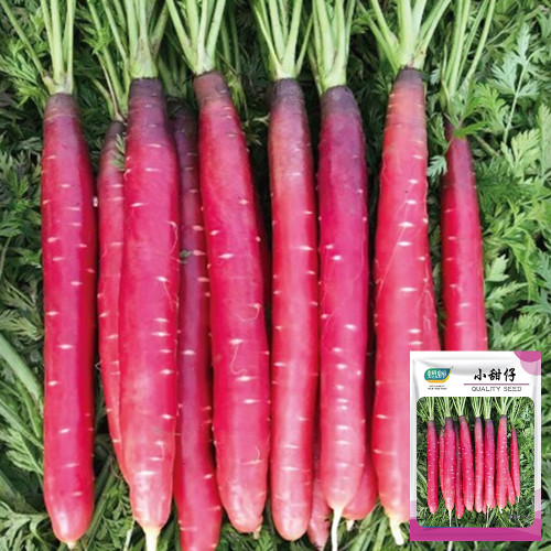 Little Sweetie Purple-Red Carrot Seeds - Intense Aroma, Great for Home Garden, Sweet Flavor