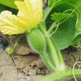 Green Star Wax Gourd Seeds - Early-Maturing, High-Yield, Short Cylindrical Fruit for Commercial Dense Planting