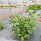 'Emperor's Vegetable' Seeds - Fast-Growing Leafy Green for Cooking & Gardens
