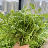 'Emperor's Vegetable' Seeds - Fast-Growing Leafy Green for Cooking & Gardens
