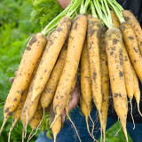 Dutch Yellowstone Carrot Seeds - High Nutritional Value, Ideal for Specialty Markets