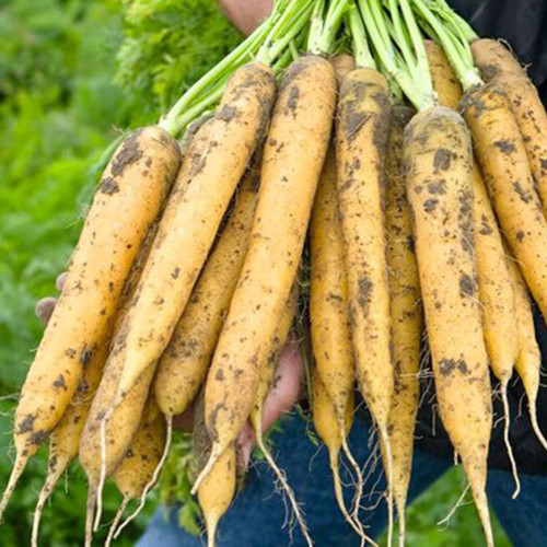 Dutch Yellowstone Carrot Seeds - High Nutritional Value, Ideal for Specialty Markets