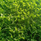 Fine-Leaved Garland Chrysanthemum Seeds - Early Maturing, Multiple Harvests, Ideal for Pots & Gardens
