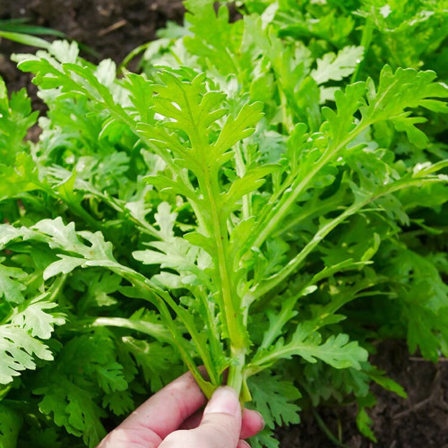 Fine-Leaved Garland Chrysanthemum Seeds - Early Maturing, Multiple Harvests, Ideal for Pots & Gardens