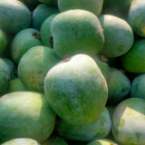 Green Star Wax Gourd Seeds - Early-Maturing, High-Yield, Short Cylindrical Fruit for Commercial Dense Planting