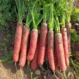 Little Sweetie Purple-Red Carrot Seeds - Intense Aroma, Great for Home Garden, Sweet Flavor