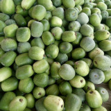 Green Star Wax Gourd Seeds - Early-Maturing, High-Yield, Short Cylindrical Fruit for Commercial Dense Planting