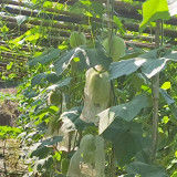 Green Star Wax Gourd Seeds - Early-Maturing, High-Yield, Short Cylindrical Fruit for Commercial Dense Planting