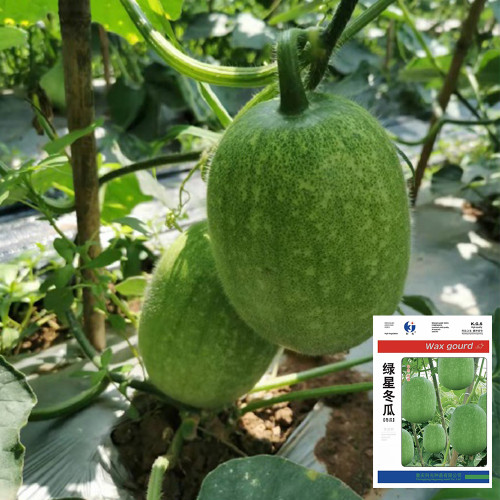 Green Star Wax Gourd Seeds - Early-Maturing, High-Yield, Short Cylindrical Fruit for Commercial Dense Planting
