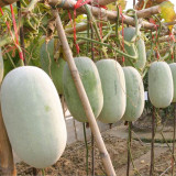 Mini Small Winter Melon No.1 Seeds - Hybrid, High Yield, Early-Maturing, Disease Resistant, Dual-Harvest
