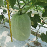 Green Star Wax Gourd Seeds - Early-Maturing, High-Yield, Short Cylindrical Fruit for Commercial Dense Planting