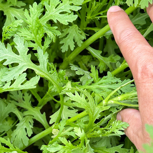 'Emperor's Vegetable' Seeds - Fast-Growing Leafy Green for Cooking & Gardens