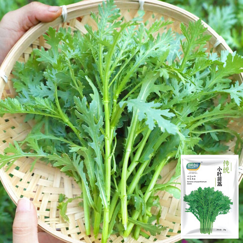 Fine-Leaved Garland Chrysanthemum Seeds - Early Maturing, Multiple Harvests, Ideal for Pots & Gardens