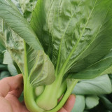 'Aijiaoqing' Bok Choy Seeds - F1 Hybrid, Glutinous Texture, Great Flavor, Stable Yield