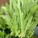 Crispy Youmai Cai Seeds - Tender, Slow-Bolting, Versatile Garden Greens