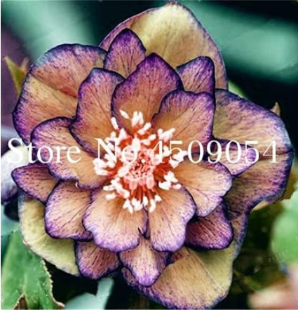 Helleborus Seed Winter Rose Flower Grow in Winter for Home Garden Decoration - (Color: 2)