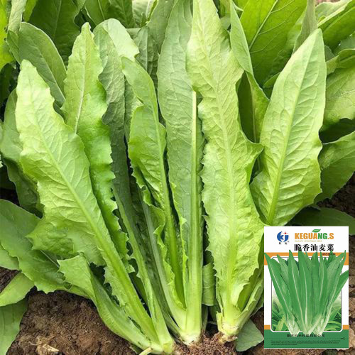 Crispy Youmai Cai Seeds - Tender, Slow-Bolting, Versatile Garden Greens