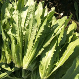 Crispy Youmai Cai Seeds - Tender, Slow-Bolting, Versatile Garden Greens