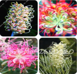 Grevillea Flower Seeds Beautiful Flower Australian Grevillea for Garden & Home Plants Seed - (Color: Mixed)