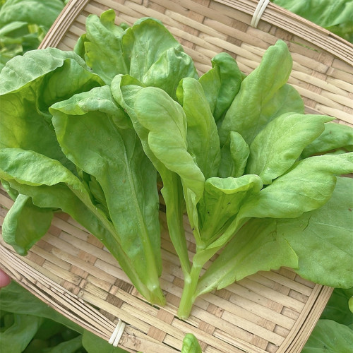 Large-Leaf Garland Chrysanthemum Seeds - Thick, Tender & Aromatic Greens for Hot Pot