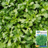 Medium-Leaf Garland Chrysanthemum Seeds - Fast Growing, Cold Tolerant Leafy Green