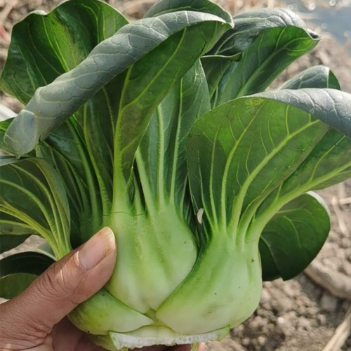 'Black General' Bok Choy Seeds - F1 Hybrid, Disease Resistant, High Yield, Fast Growing, Adaptable