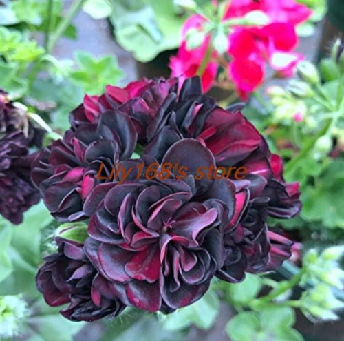 Red Black Rose Geranium Bonsai Seeds for Indoor Rooms