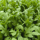 Medium-Leaf Garland Chrysanthemum Seeds - Fast Growing, Cold Tolerant Leafy Green